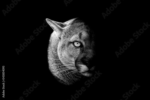 Obraz na płótnie Cougar with a black Background in B&W w salonie