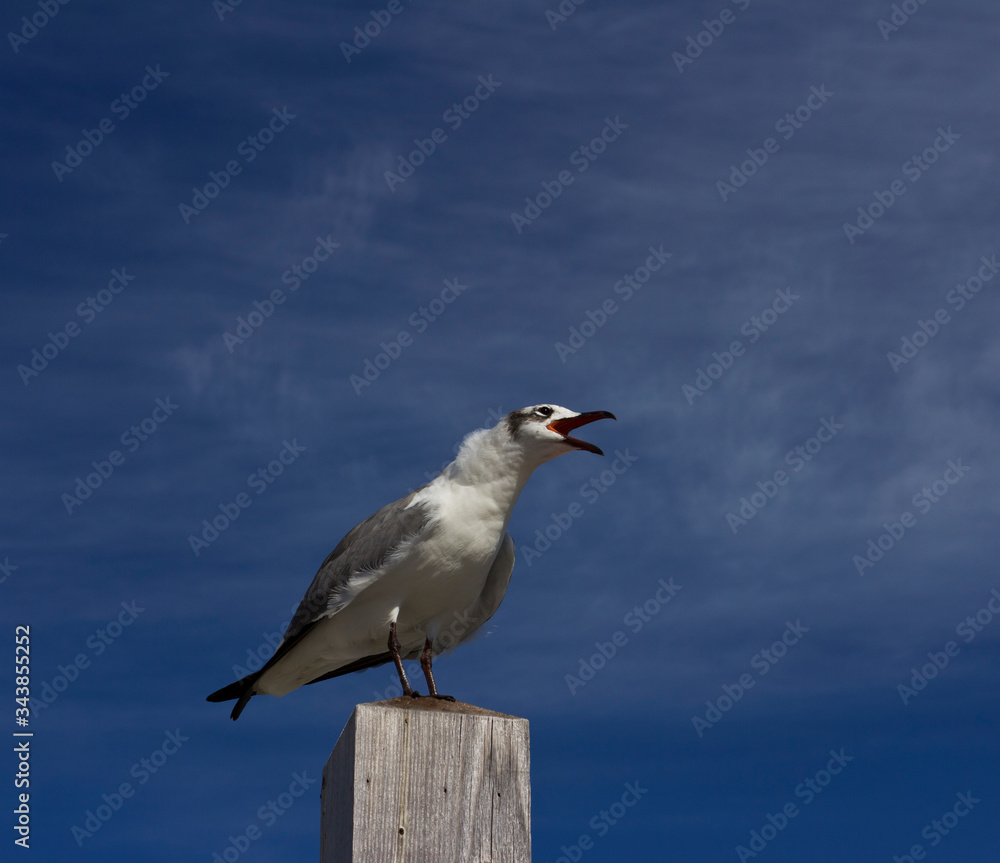 The seagull is screaming. Seagull on a background of blue sky. The seagull is screaming. Seagull on a background of blue sky.