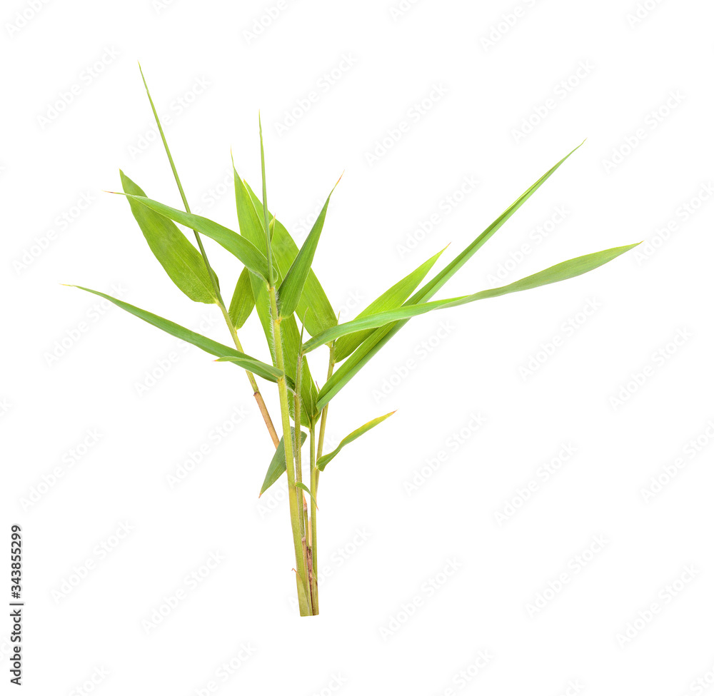 Fototapeta premium Bamboo leaves isolated on white background