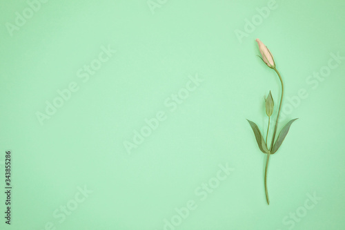 Beautiful pink eustoma flower bud lying on trendy mint background. Pastel colored floral backdrop. Modern simple minimalist design. Top view, flat lay, copy space.