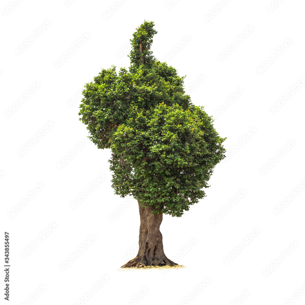 Isolated deciduous tree on a white background with clipping path. Cutout tree for use as a raw material for editing work. Isolated deciduous tree on a white background with clipping path. Cutout tree for use as a raw material for editing work.