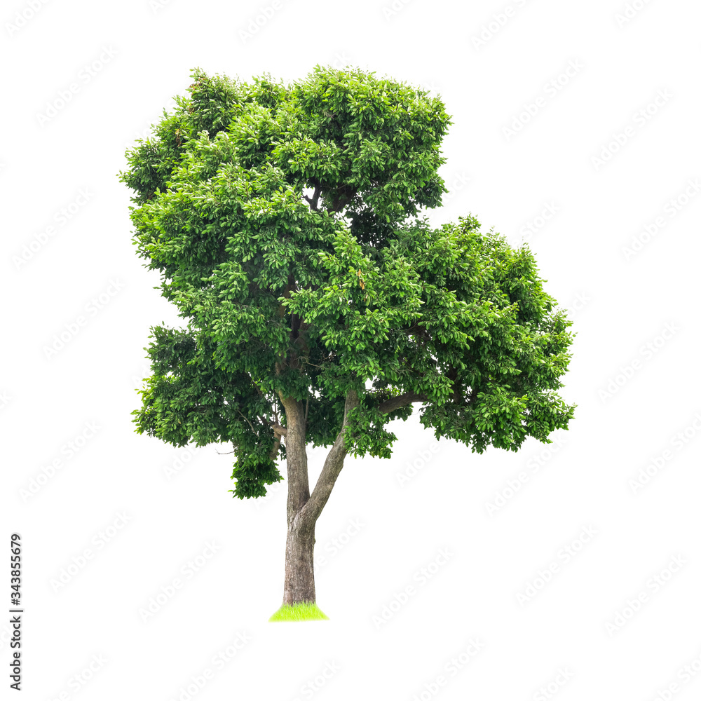 Isolated of big almond tree or Thai 's name is grabok on white background with clipping path. Cutout tree for use as a raw material for editing work.