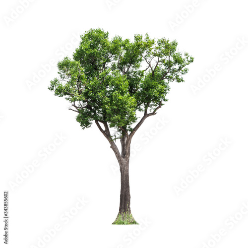 Isolated of big almond tree or Thai  s name is grabok on white background with clipping path. Cutout tree for use as a raw material for editing work.