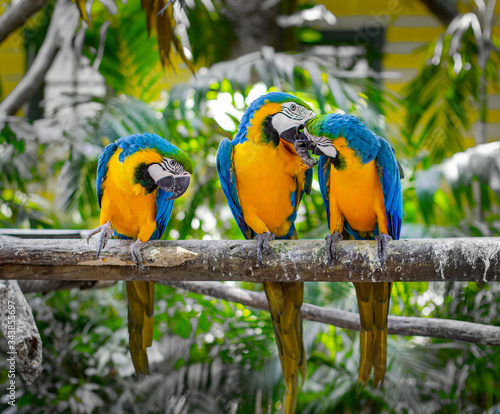 Blue and yellow macaw. Pair of parrots