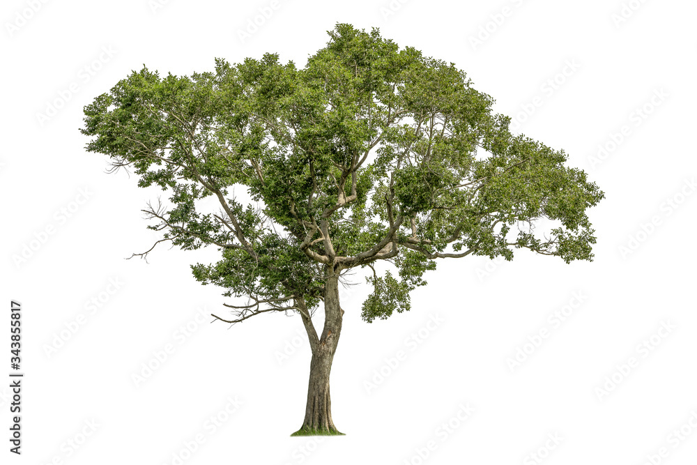 Obraz premium Cutout tree for use as a raw material for editing work. isolated beautiful fresh green deciduous almond tree on white background with clipping path.