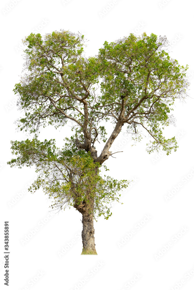 Cutout tree for use as a raw material for editing work. isolated beautiful fresh green deciduous almond tree on white background with clipping path. Cutout tree for use as a raw material for editing work. isolated beautiful fresh green deciduous almond tree on white background with clipping path.