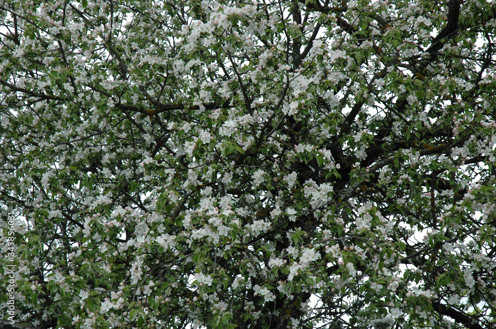 A large beautiful flowering tree of apple trees in the spring garden A large beautiful flowering tree of apple trees in the spring garden