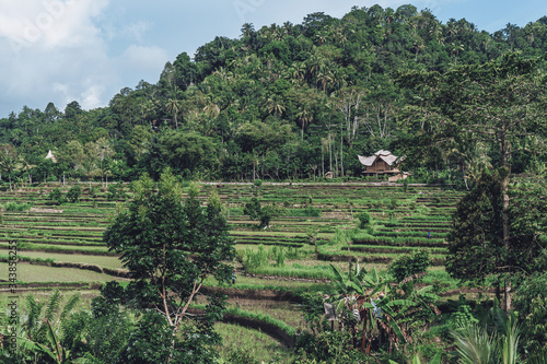 Photograph of rice fields in bali with wooden house