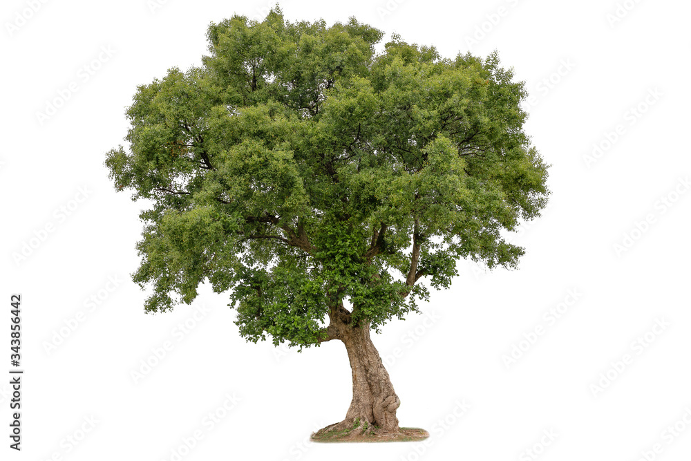 Isolated deciduous small tree on a white background  with clipping path. Cutout tree for use as a raw material for editing work.