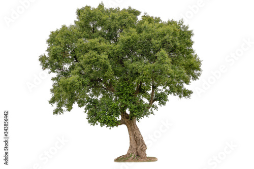 Isolated deciduous small tree on a white background  with clipping path. Cutout tree for use as a raw material for editing work.