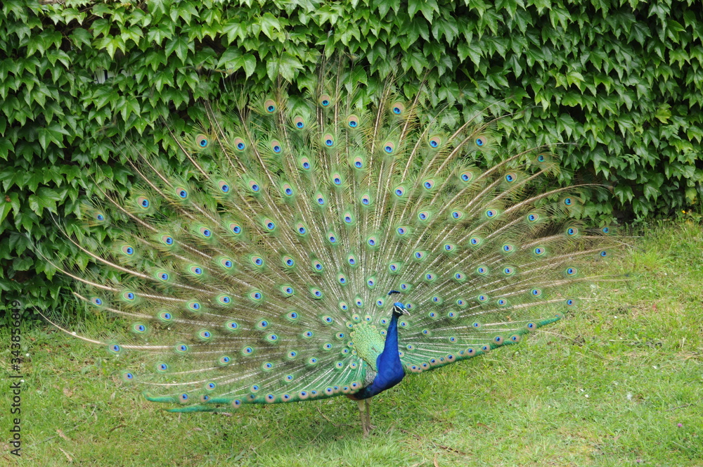 Obraz premium pavo real con las alas abiertas al aire libre