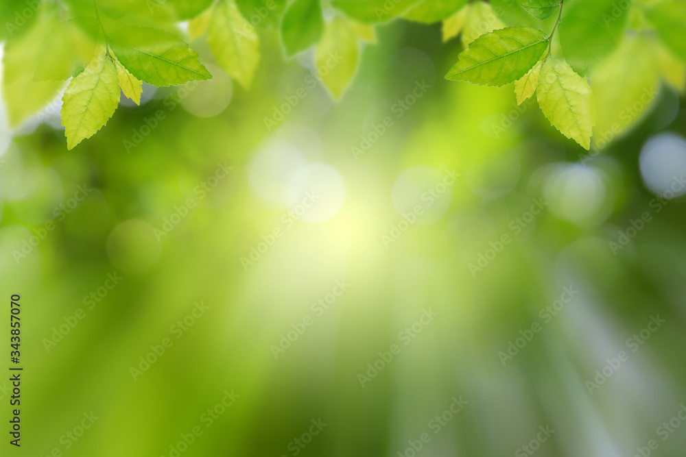 Green leaves on bokeh background and sun light with coppy space for text ,Template mock up and display of product. green nature and ecology concept. Green leaves on bokeh background and sun light with coppy space for text ,Template mock up and display of product. green nature and ecology concept.