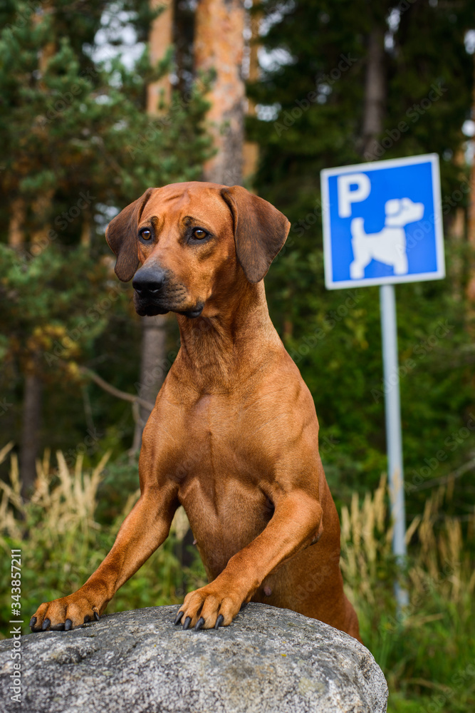 dog sitting in front of direction sign parking for dogs dog sitting in front of direction sign parking for dogs