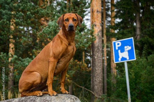 dog sitting in front of direction sign parking for dogs