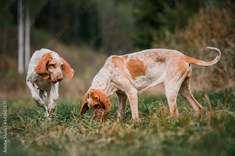 group of Bracco Italiano pointer dogs hunting for fowl