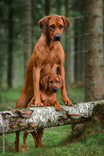 Cute rhodesian ridgeback and puppy in forest. Mother and child.