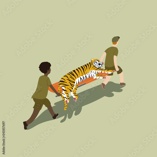 Animal rescue team carrying injured tiger on stretcher, taking it to safety. Wildlife protection.