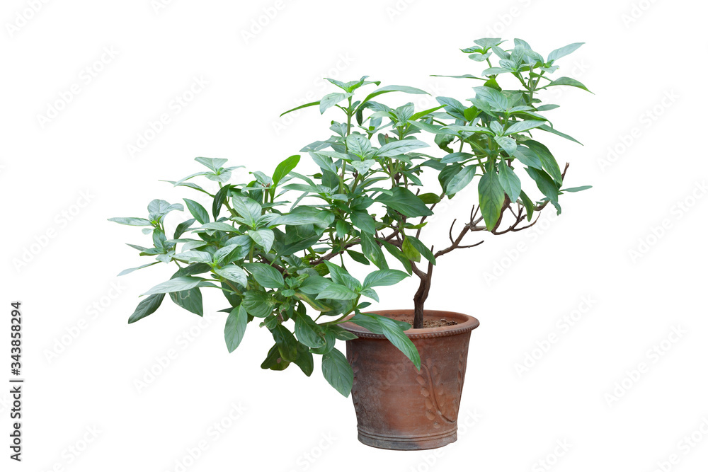 Sweet Basil or Thyme in pot is a Thailand vegetable and herb isolated on white background included clipping path. Sweet Basil or Thyme in pot is a Thailand vegetable and herb isolated on white background included clipping path.