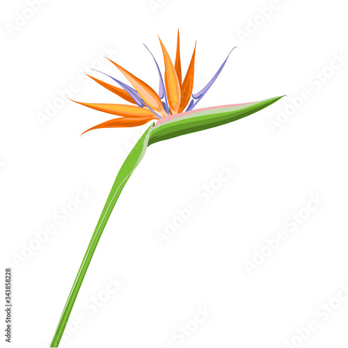 Strelitzia orange tropical flower isolated on white background. Exotic tropical flower of Strelitzia or bird of paradise. Vector illustration.