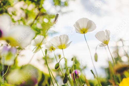 Fototapeta Naklejka Na Ścianę i Meble -  Summer flowers