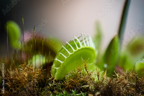 Fotografia Pianta carnivora dionaea in giardino