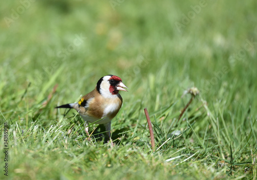 Distelfink auf der Wiese photo