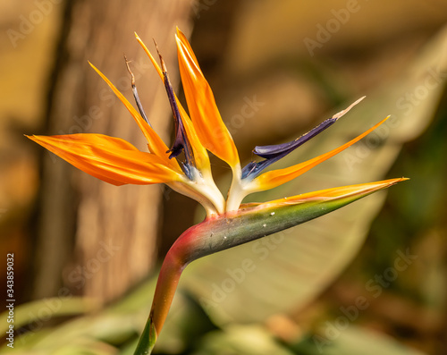 crane flower or bird of paradise (Strelitzia reginae) flower detail