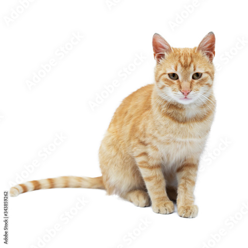 Red cat isolated on white background.