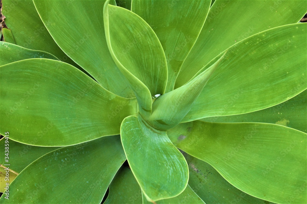 Fototapeta premium green leaf background