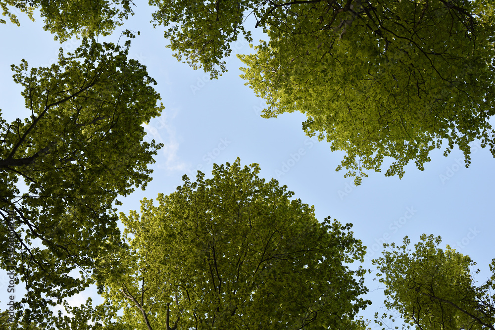 Fototapeta premium Bäume mit frischem, grünem Laub im Frühling, Kronen von unten vor blauem Himmel