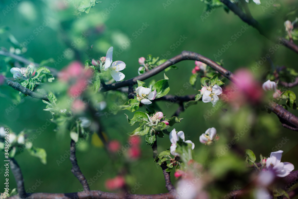 Apple Tree Blossoms with white and pink flowers.Spring flowering garden fruit tree. Apple Tree Blossoms with white and pink flowers.Spring flowering garden fruit tree.