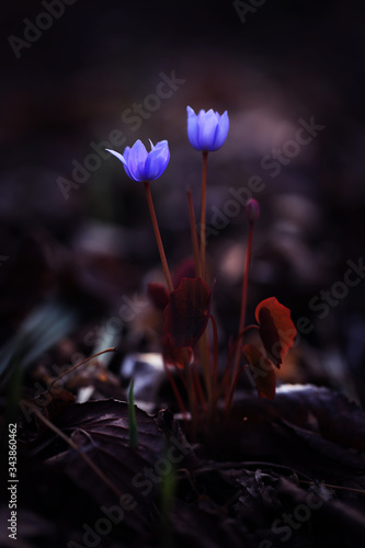 Jeffersonia flower in the forest. Vertical image. photo