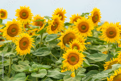 Fototapeta Naklejka Na Ścianę i Meble -  sunflowers (Helianthus) flower in the field