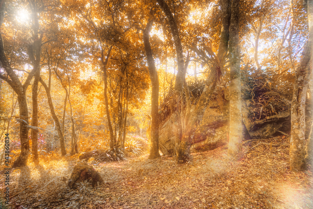 Obraz premium autumn in the forest