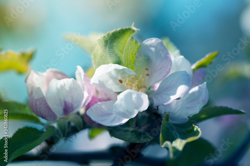 Apple Tree Blossoms with white and pink flowers.Spring flowering garden fruit tree.