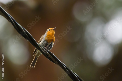 Selective focus photo. European robin, Erithacus rubecula bird on cable. photo