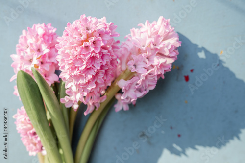 Pink spring blossom tree nature