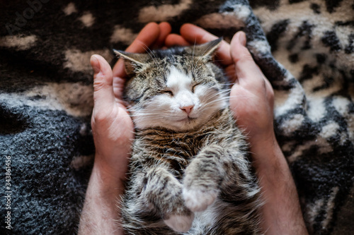 Spoiled cat sitting in the arms of the owner