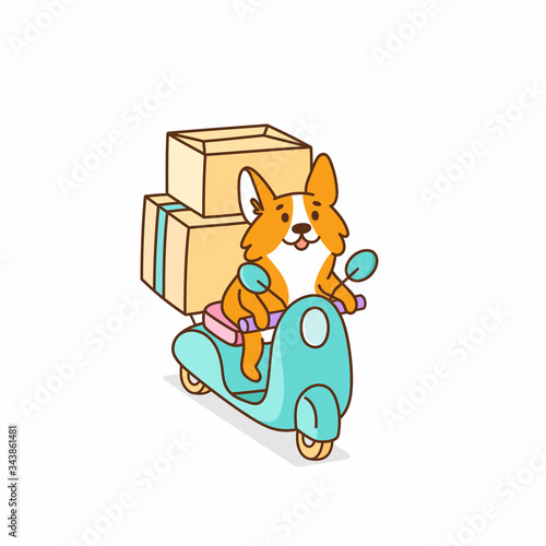 Welsh corgi dog rides on a motobike, with cardboard boxes. It can be used for card, brochures, poster, sticker etc. Vector image isolated on white background.