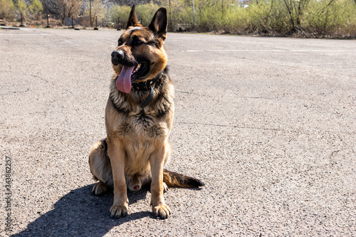 German shepherd sitting on the pavement on a sunny day