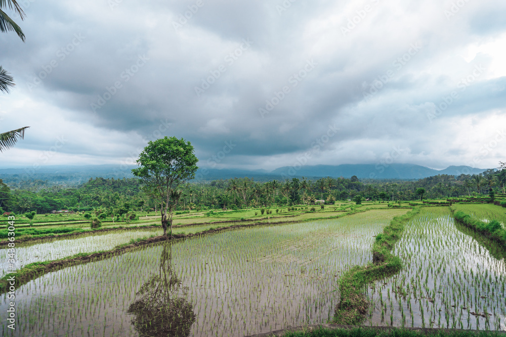 Greenish rice fields with lines on bali