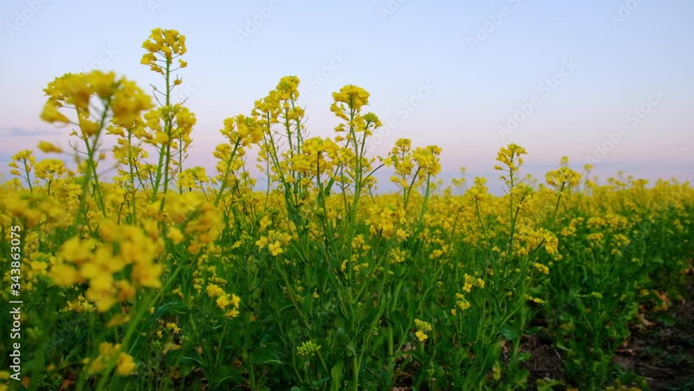 Blooming Canola Field. Rape On The Field In Summer. Bright Yellow Rapeseed Oil Blooming Canola Field. Rape On The Field In Summer. Bright Yellow Rapeseed Oil