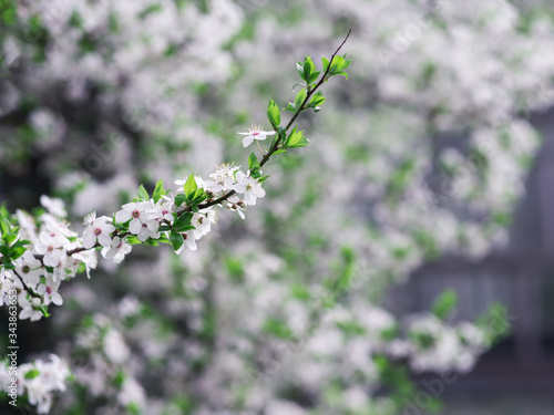 Cherry blossom branches spring background © pavelkant
