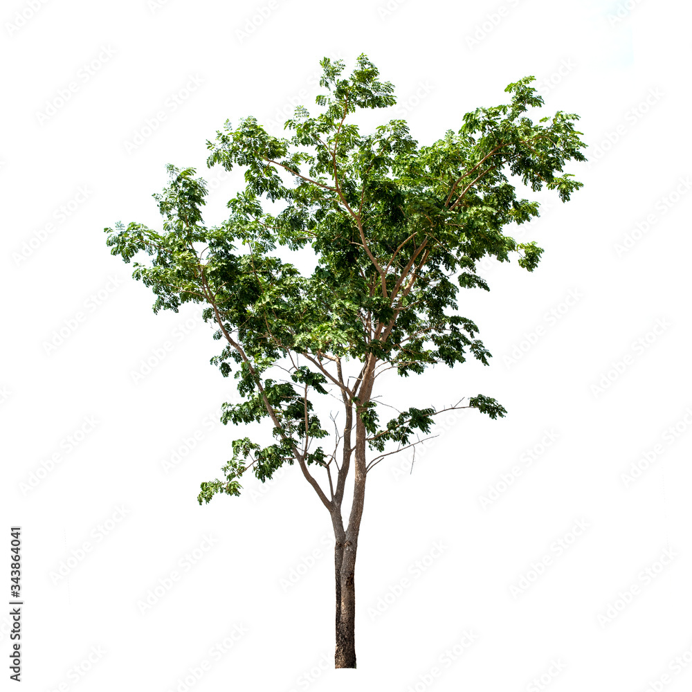 Tree,green leaf isolated on the white background. Tree,green leaf isolated on the white background.
