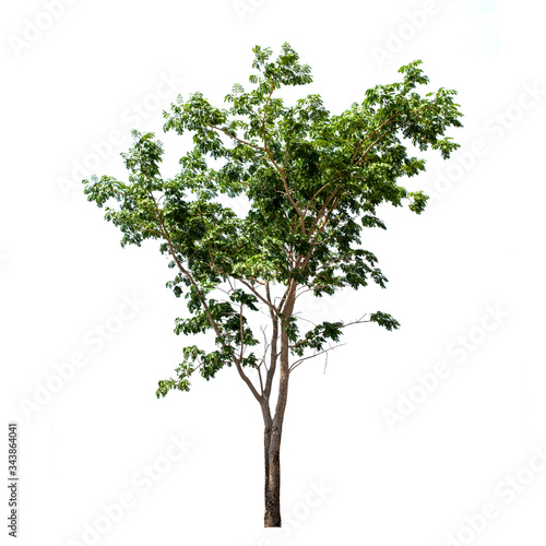 Tree,green leaf isolated on the white background.