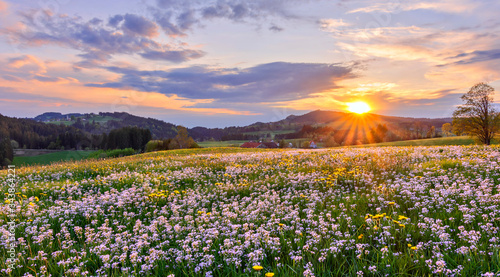 Colorful spring meadow with white cuckoo flowers in the rural Allgäu at sunset. Bavaria, Germany