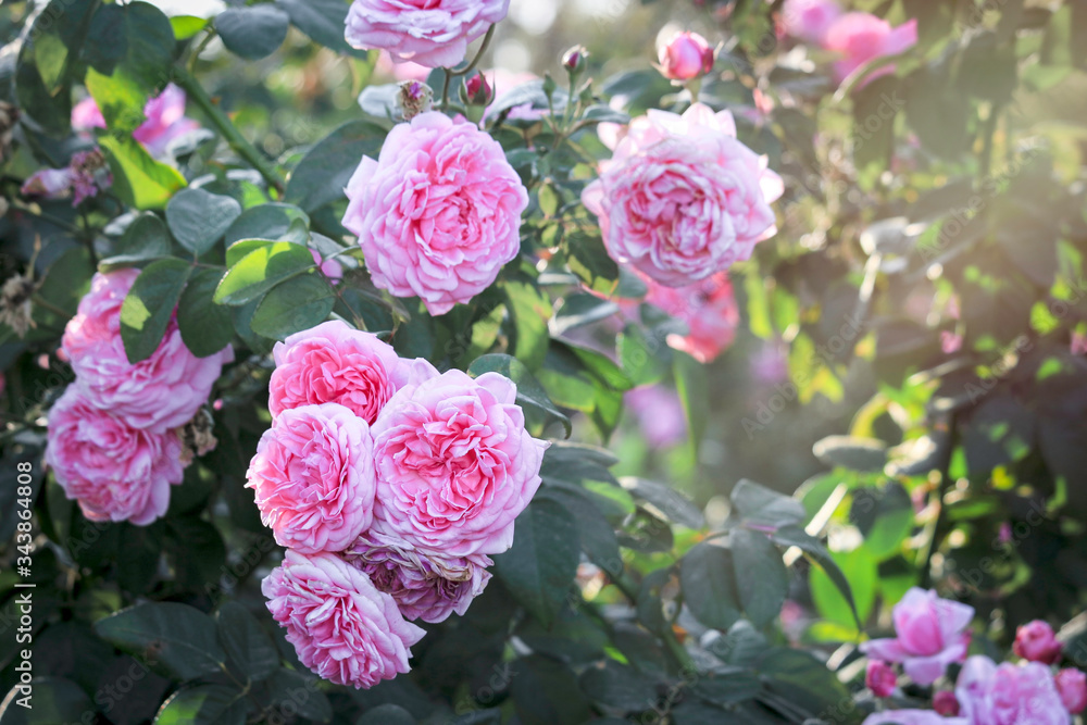 Obraz premium Pink English roses blooming in the summer garden, one of the most fragrant flowers, best smelling, beautiful and romantic flower