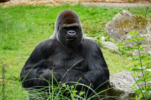 closeup of a black gorilla sitting in the park © poupine