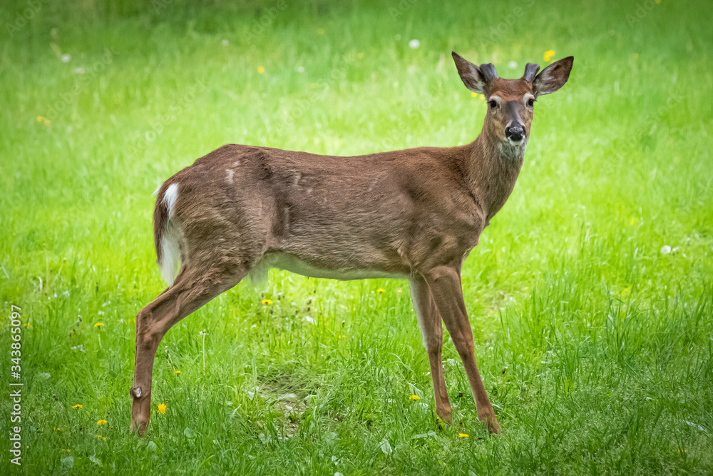 A young male white-tailed deer stands alone in a Pennsylvania meadow A young male white-tailed deer stands alone in a Pennsylvania meadow
