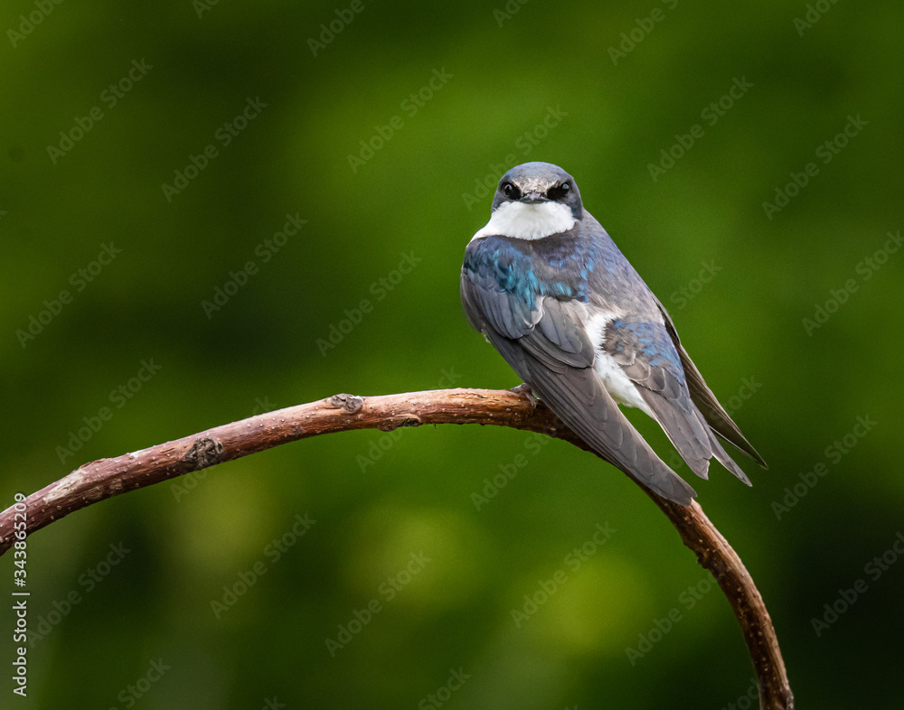 Portrait of a tree swallow perched on a bent branch against a blurred background Portrait of a tree swallow perched on a bent branch against a blurred background